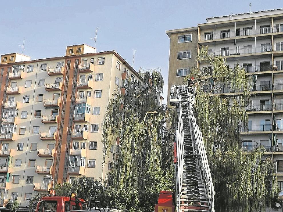 Los bomberos sanearon el sauce del que cayó la rama.
