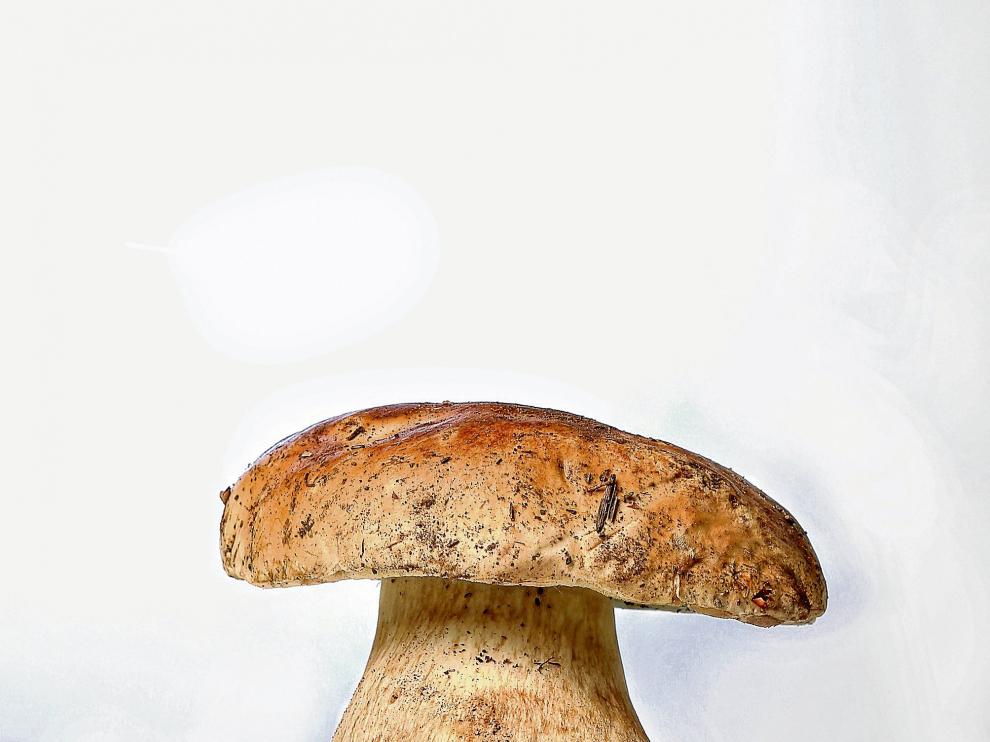 Ejemplar de Boletus