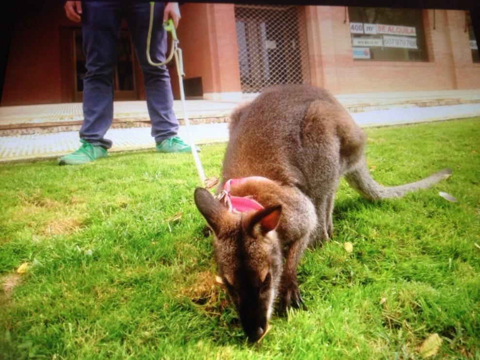 Un canguro sorprende a los vecinos de Huesca