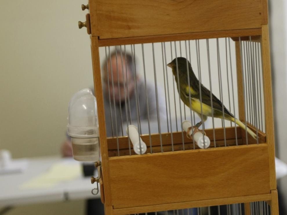 El torneo busca al pájaro en mejor estado