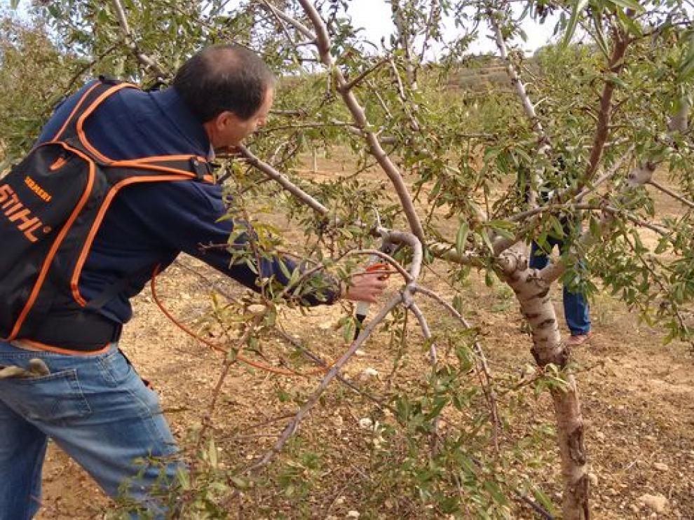 Jornada de poda de almendros en Abiego