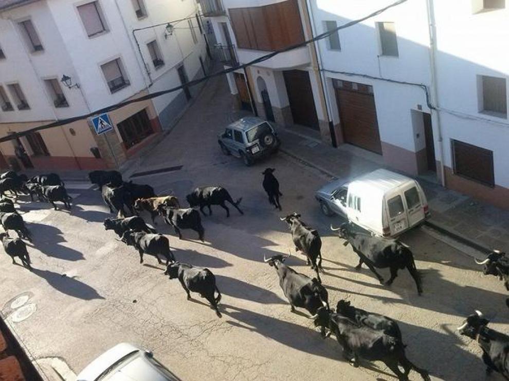 Un rebaño trashumante pasa por las calles de La Iglesuela del Cid camino de los pastos para invernar