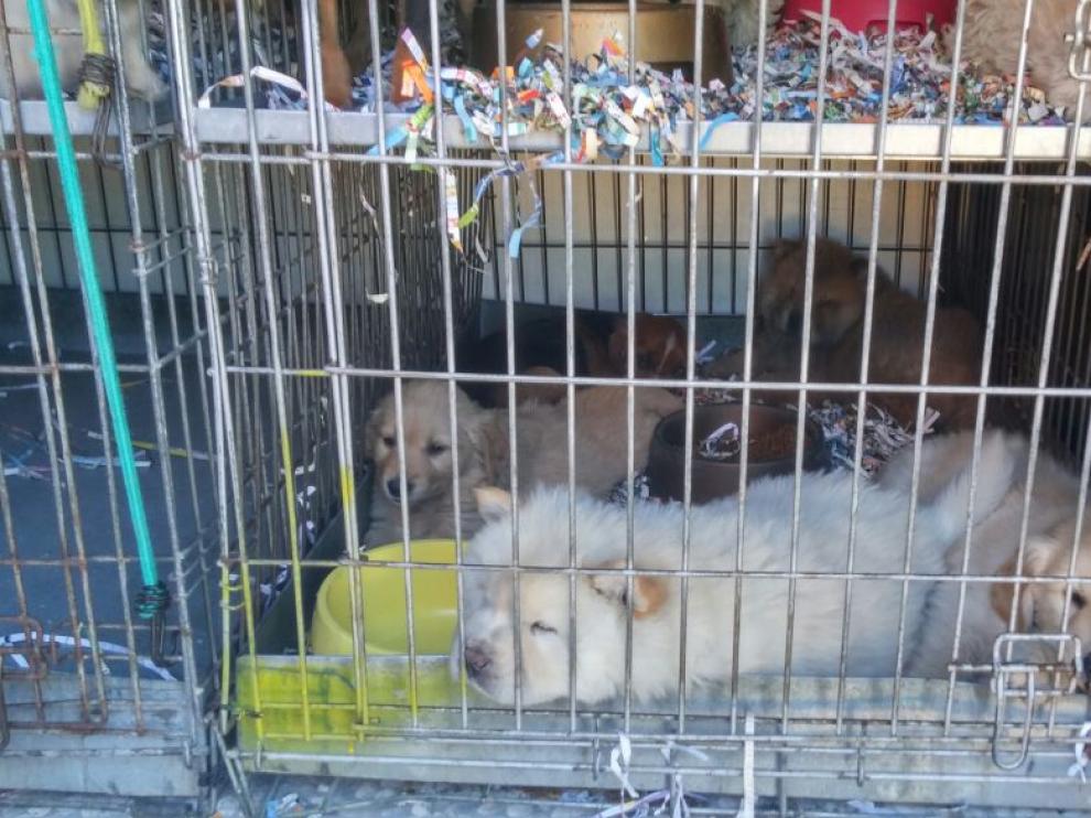 Los cachorros han viajado hacinados desde Eslovaquia