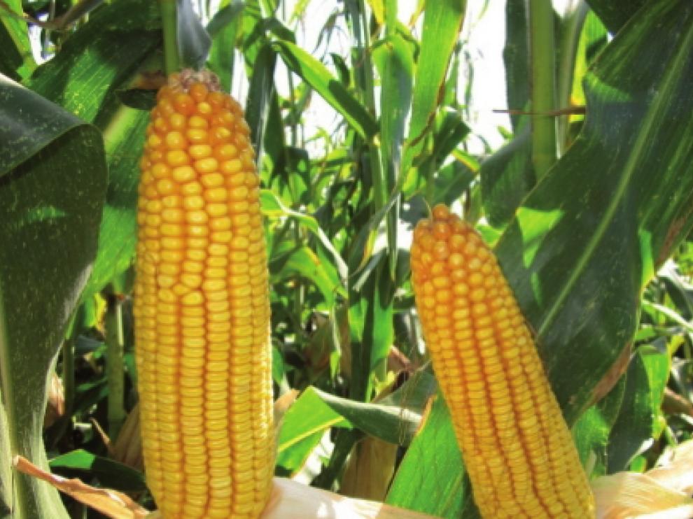 Syral Iberia utiliza solo maíz tradicional, no modificado genéticamente