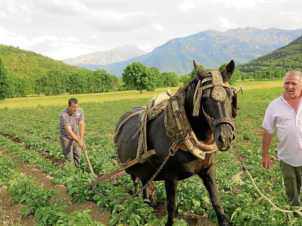 Las labores de cultivo de la patata de Chía se realizan utilizando métodos tradicionales