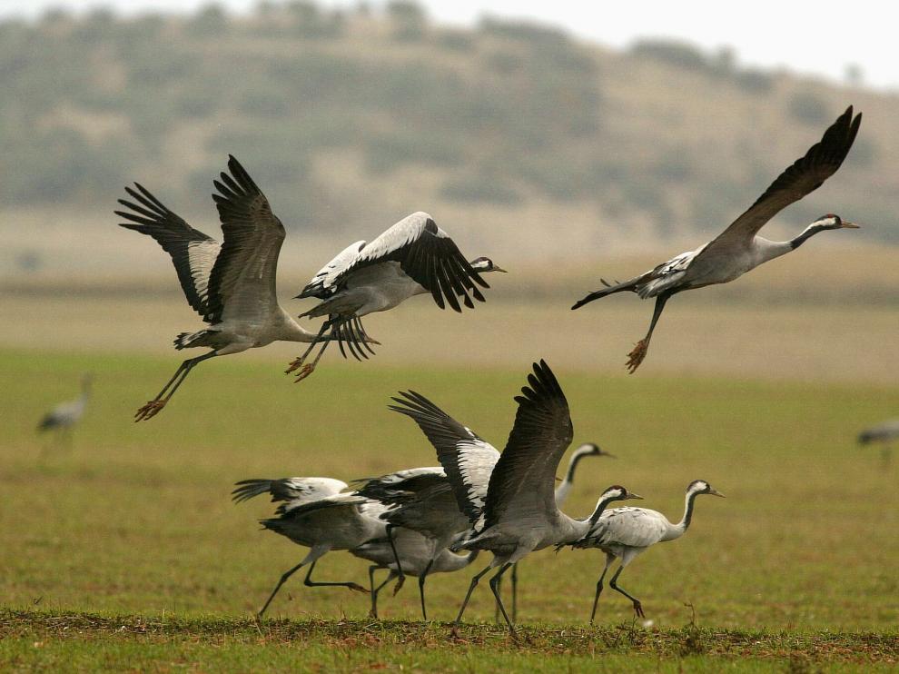 Grullas en Gallocanta