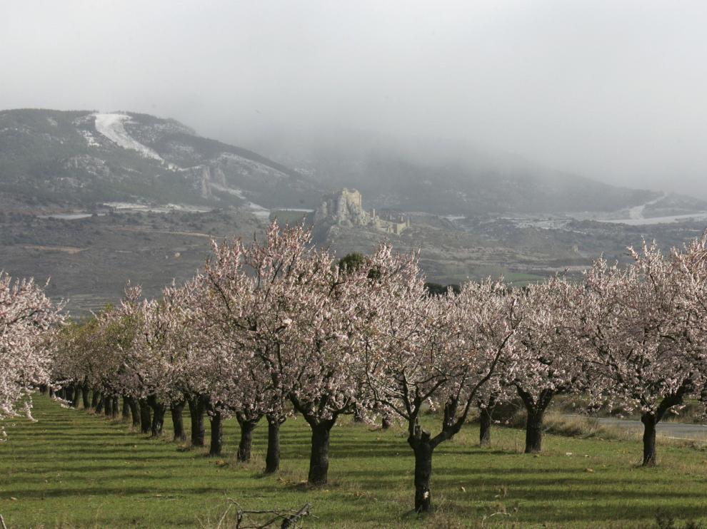 Imagen de archivo de árboles en flor. Algunas variedades de almendro están floreciendo antes de tiempo.