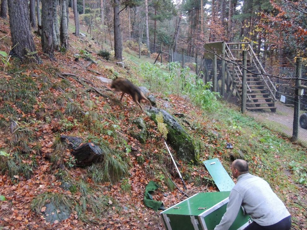 El parque Lacuniacha da la bienvenida a tres nuevos lobos