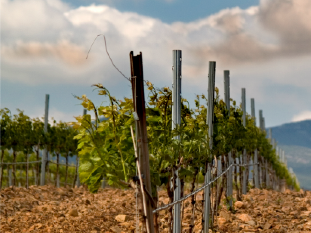 Viñedos de Cariñena
