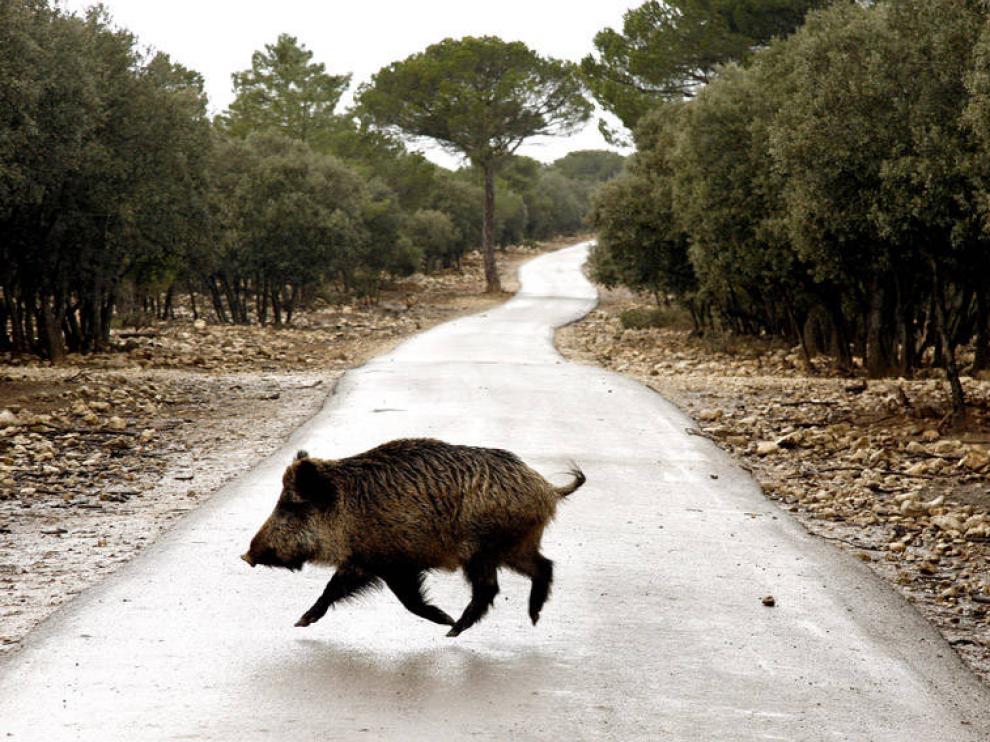 Las especies cinegéticas han causado más de 400 accidentes en lo que va de año en Aragón