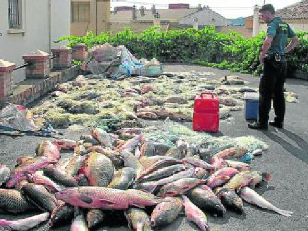 2.000 kilos de carpas en una furgoneta. En julio, la Guardia Civil interceptó en Sástago una furgoneta que transportaba 2.000 kilos de carpas y luciopercas y 1.500 metros de redes.