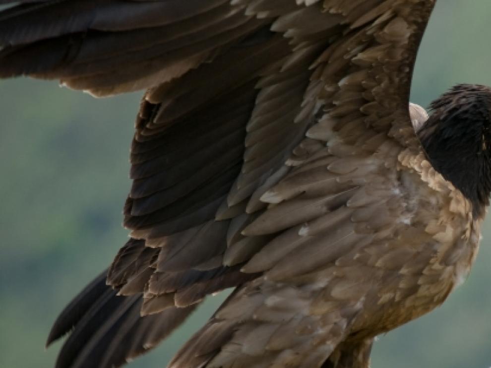 El Quebrantahuesos es una de las especies que sí que tiene plan de protección