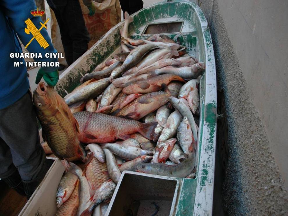 Detenidas seis personas por capturar ilegalmente 2.300 kg de pescado en Mequinenza