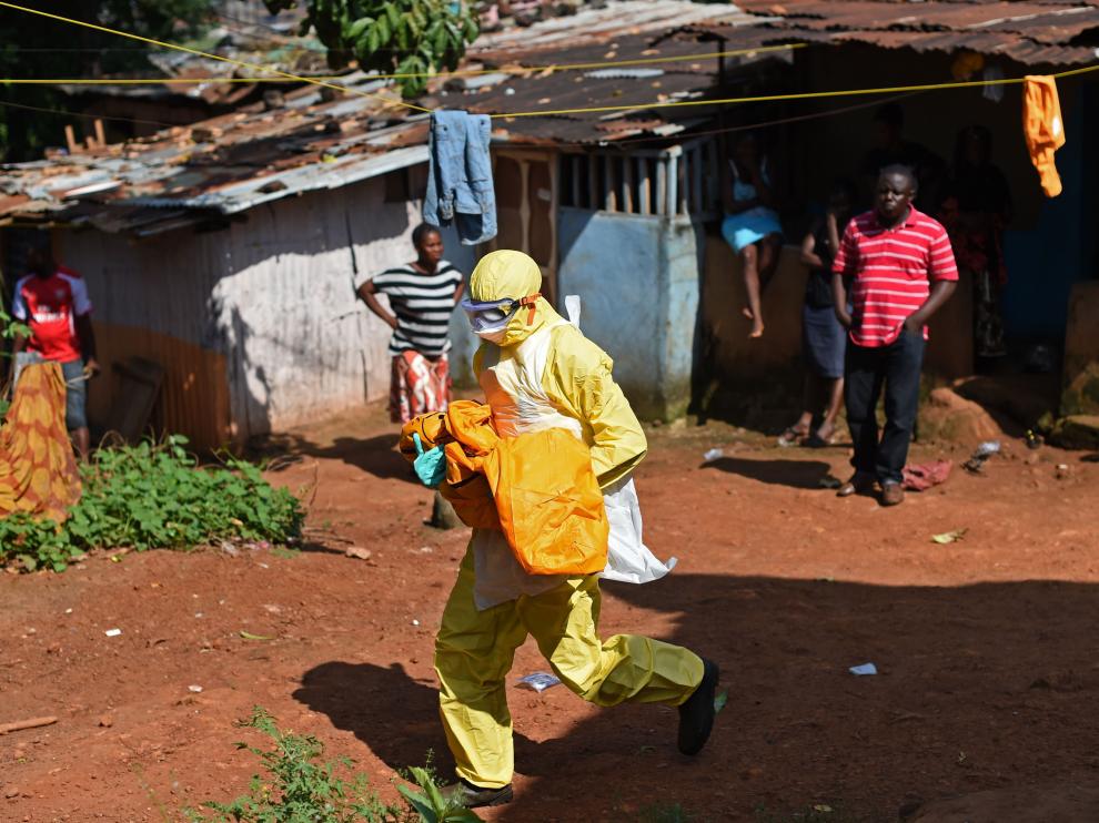 Un murciélago, posible desencadenante de la epidemia del ébola en África