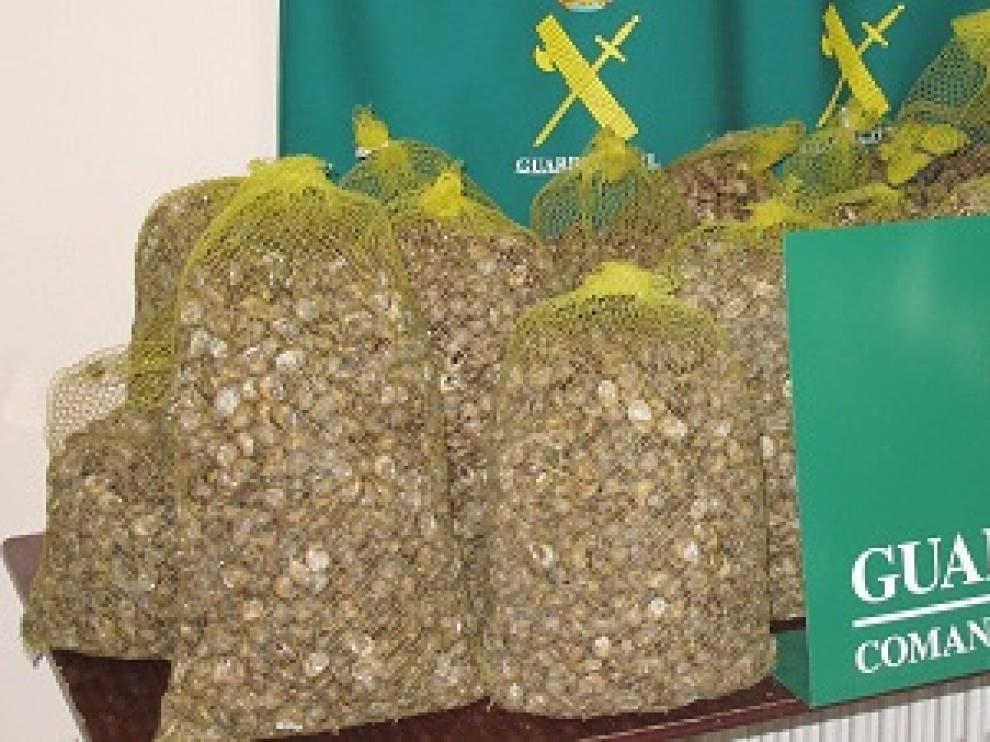 Intervienen 300 kilos de caracoles no aptos para el consumo en Almudevar
