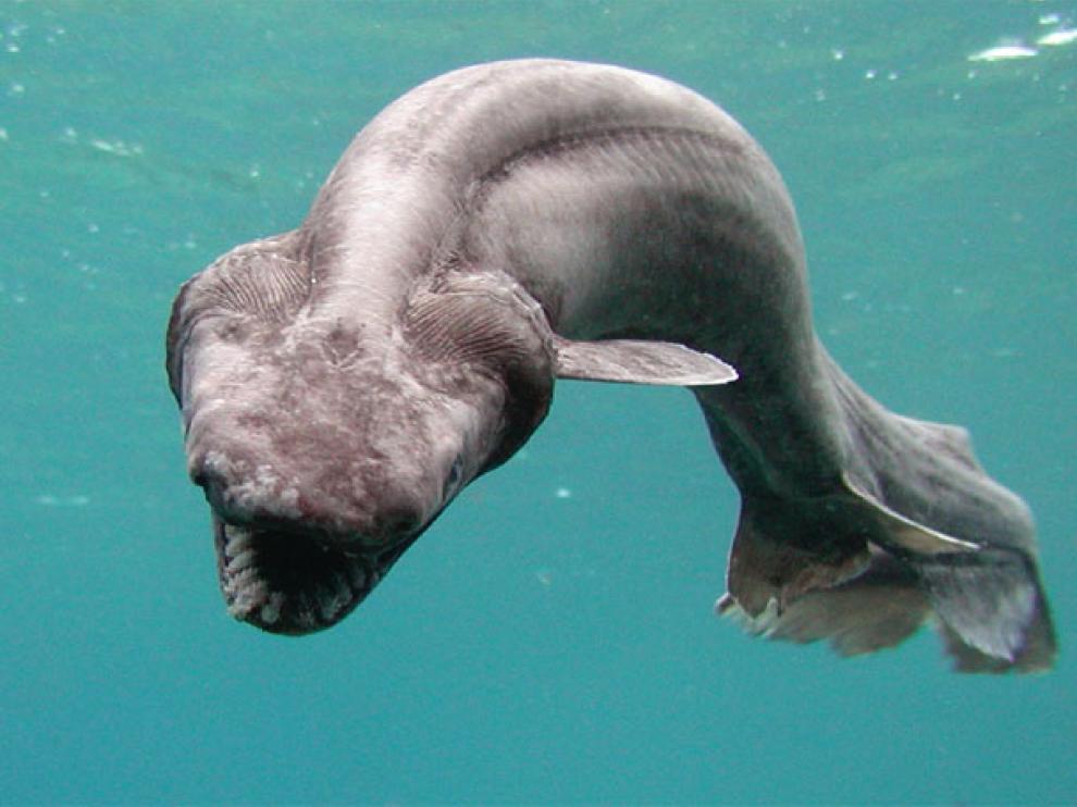 Avistan un raro tiburón conocido como 'el fósil viviente' en Australia