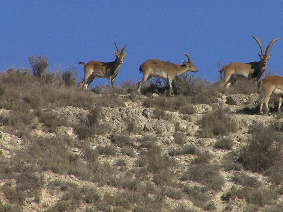 Varios ejemplares de cabra montés en los montes cercanos a Zaragoza
