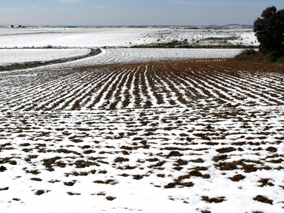 Campo de cereal nevado.