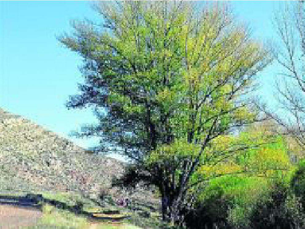 El chopo de Aguilar del Alfambra, en la foto, compite con ejemplares tan famosos como el roble inglés del bosque de Sherwood, del legendario Robin Hood.