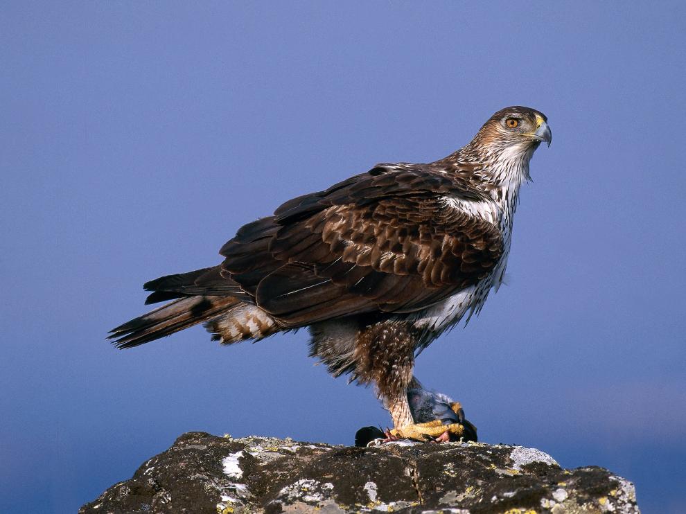 Ejemplar de águila perdicera