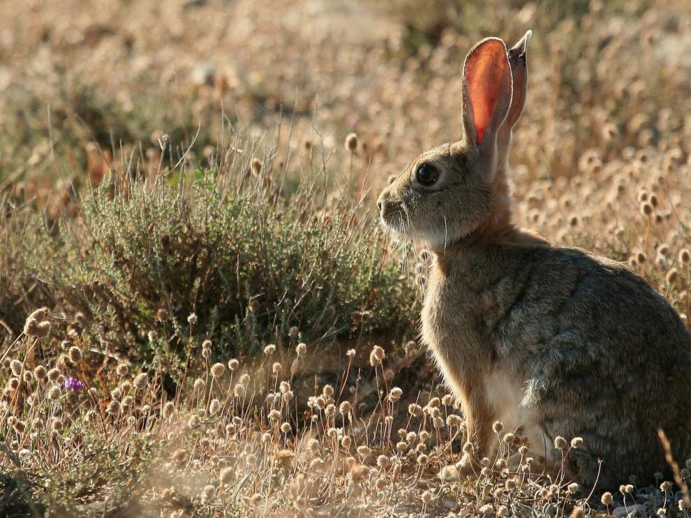 La supervivencia del conejo silvestre peligra en Aragón