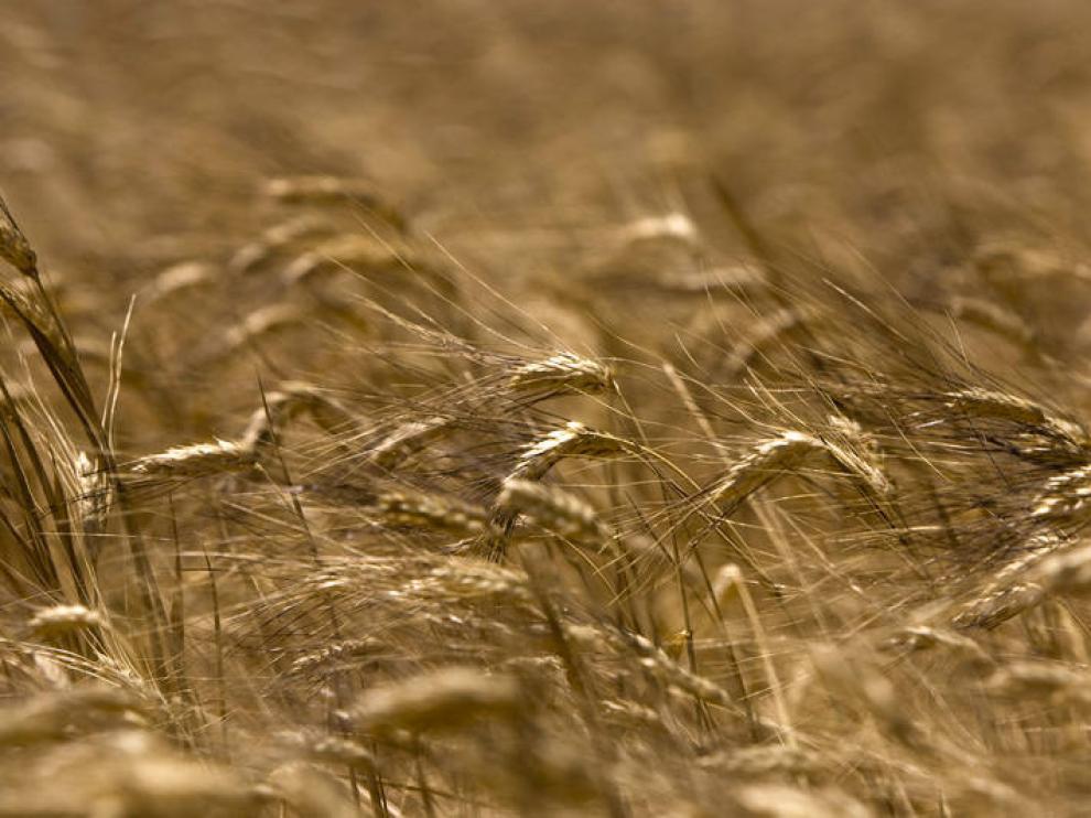 Los agricultores de secano de Teruel son los más perjudicados en la aplicación de la PAC