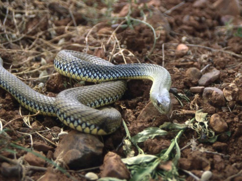 Una serpierte verde, también llamada culebra bastarda