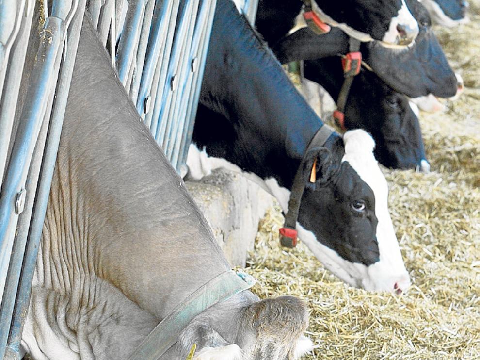 Explotación de vacas de leche en la provincia.