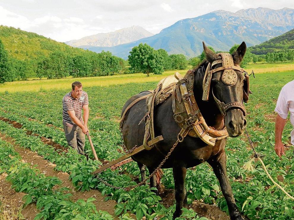 Los productores de las patatas de Chía, en pleno trabajo en un patatar, ayudados de una caballería