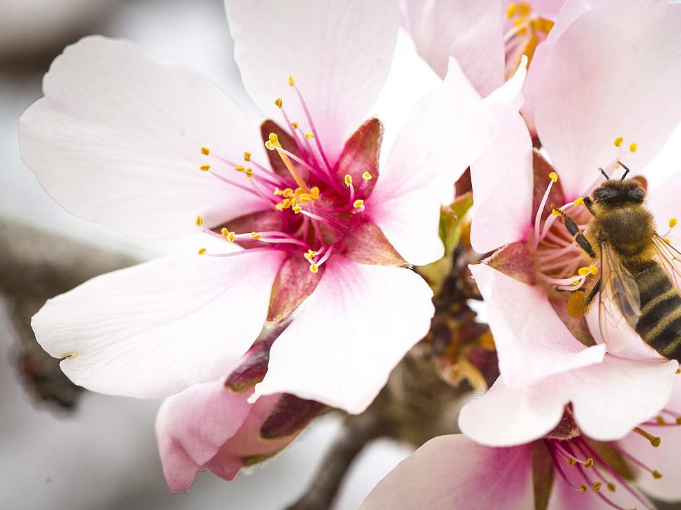 Una abeja recolecta el polen de una flor de almendro.