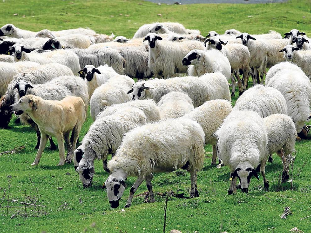 Ovejas pastando en Vinuesa, cerca del pantano de La Cuerda del Pozo.