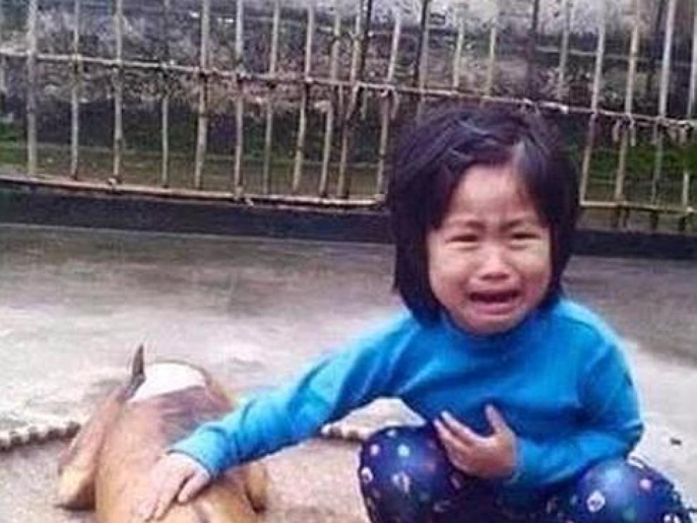 Una niña reconoce a su perro desaparecido en un puesto de carne canina en Vietnam
