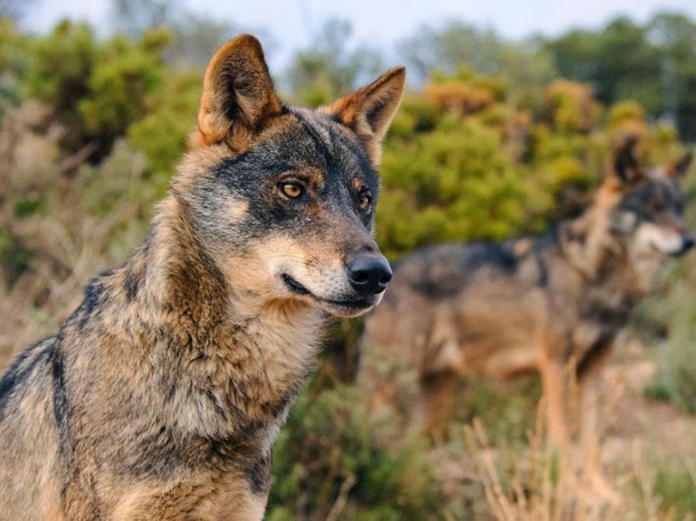 Dos lobos, en una imagen cedida por Ecologistas en Acción
