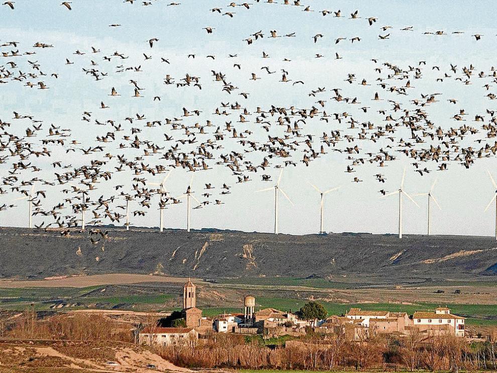 Las grullas sobrevolaron ayer el pueblo de Montmesa, junto al embalse de La Sotonera.