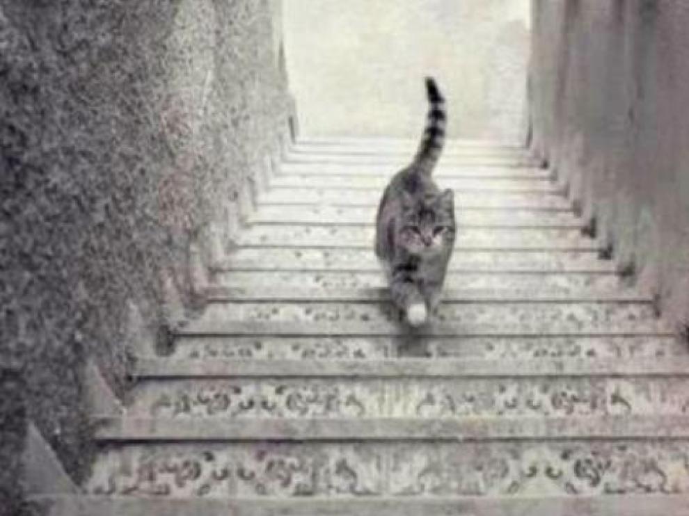 ¿Este gato sube o baja las escaleras?