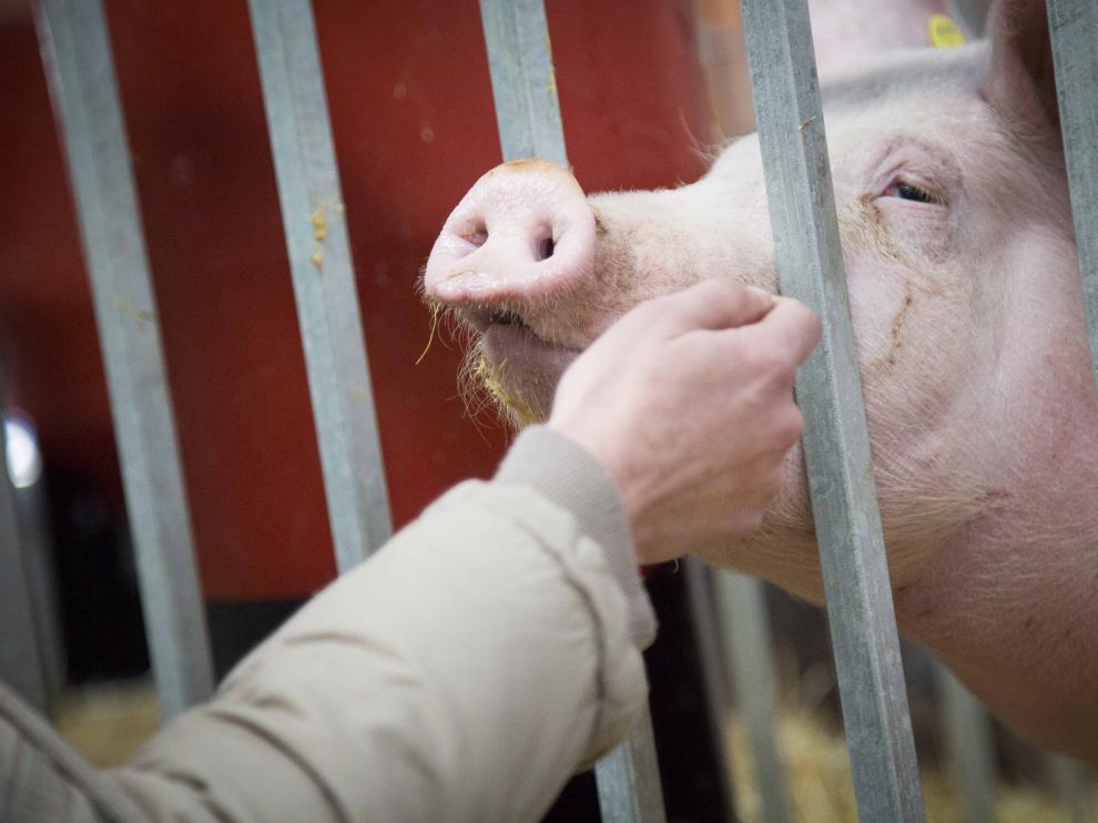 Figan 2015, Feria Internacional para la Producción Animal, Feria de Muestras, Ganaderia, Cerdo
