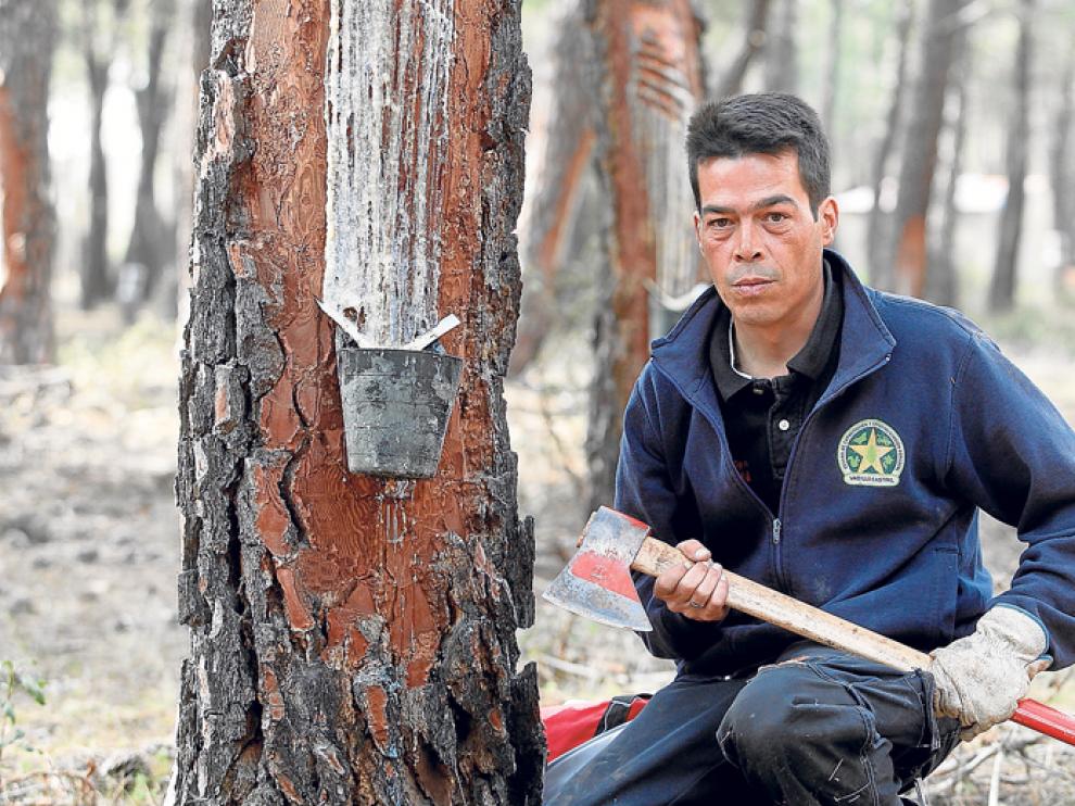 Marco Carramiñana en uno de los pinos del monte de Tardelcuende en el que está extrayendo resina.