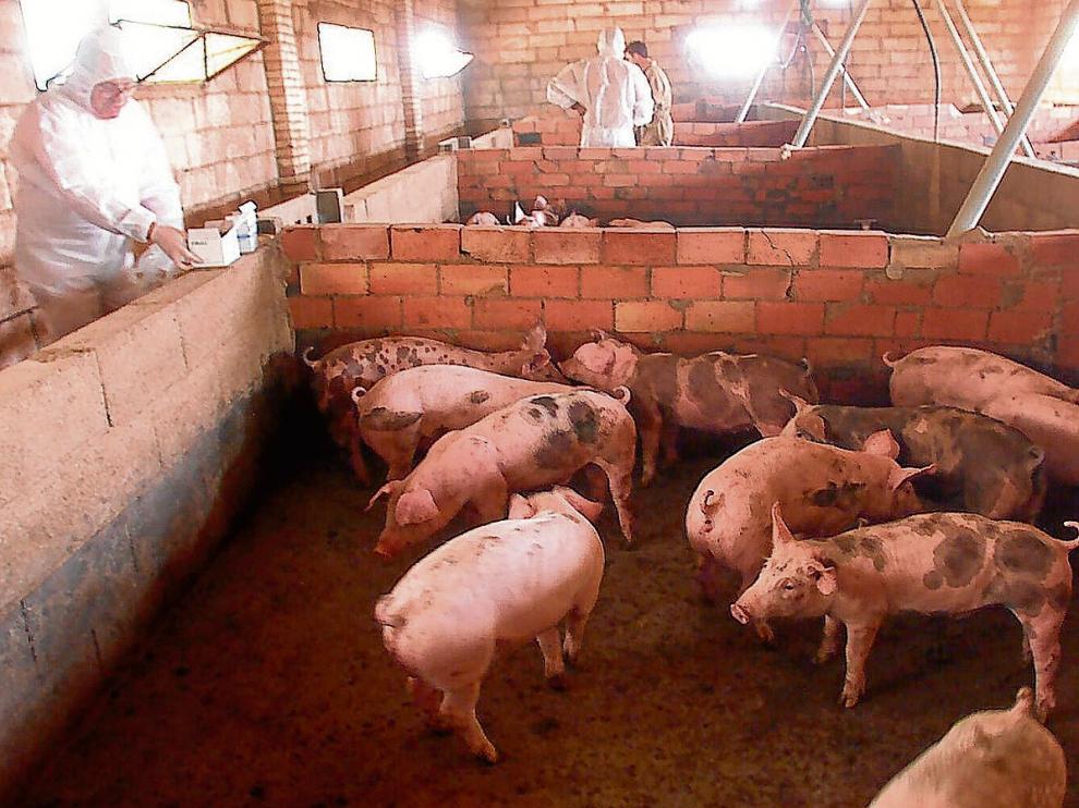 Unos lechones descansan en una granja de la Fresneda, en la comarca del Matarraña. ha
