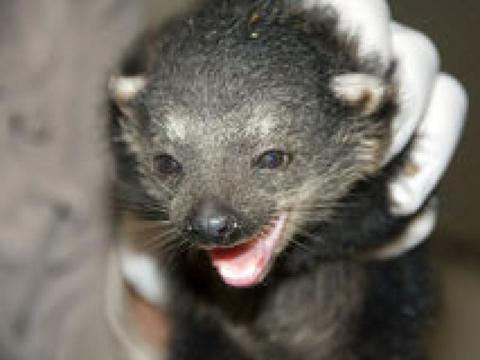 Un bebé de binturong