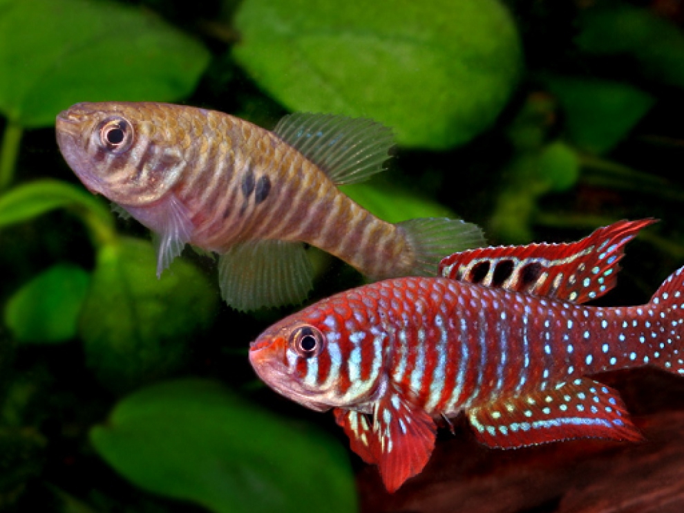 Peces Killis
