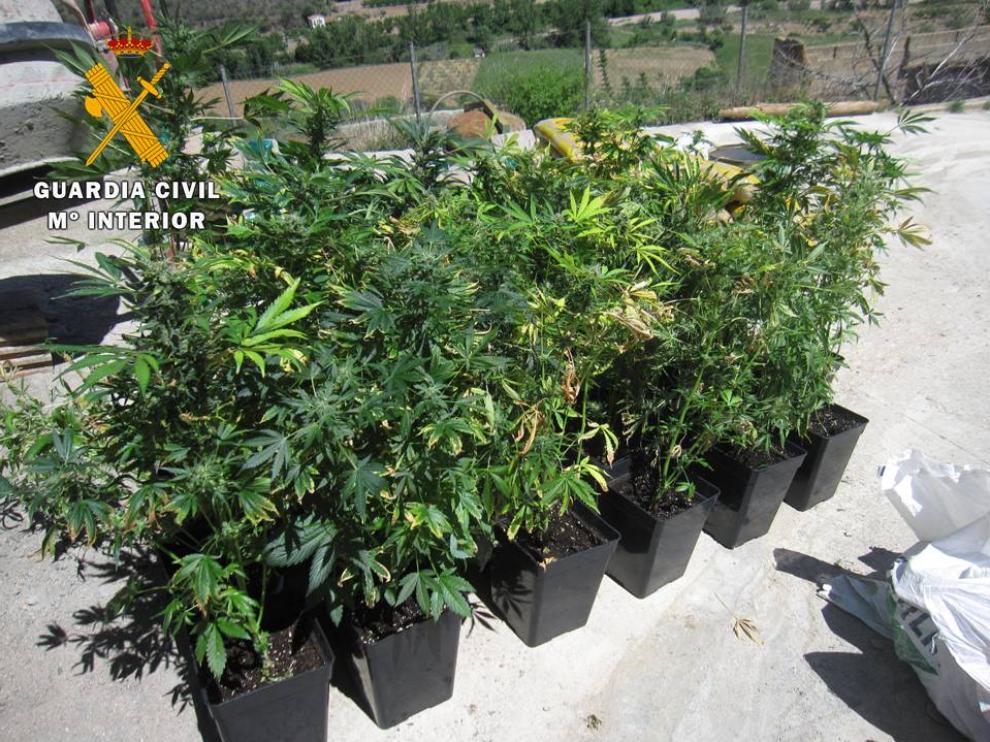 Un total de 32 plantas de marihuana en avanzado estado de crecimiento