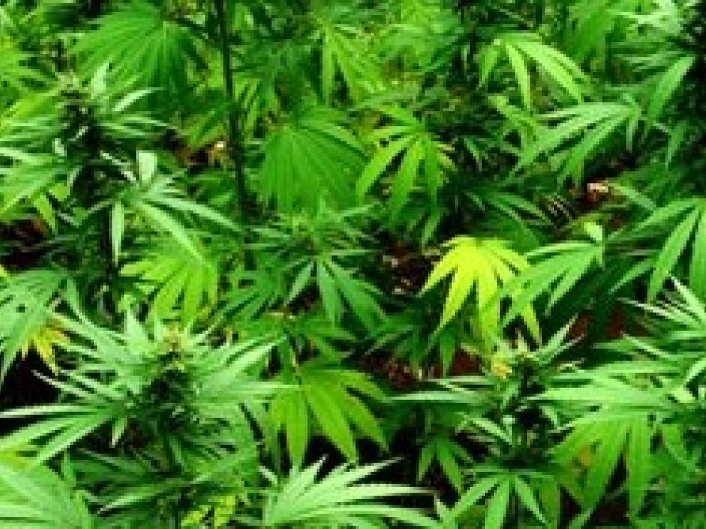 Encuentran en una rotonda de Berlín 700 plantas de cannabis