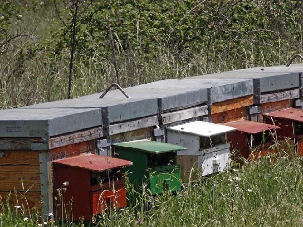En la imagen, las colmenas ubicadas en la zona de La Serrana de Serradilla del Arroyo, cerca del lugar donde se produjo el ataque