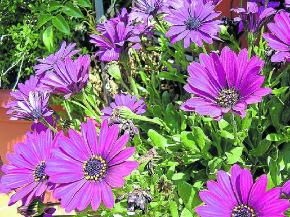Las dimorfotecas destacan por su colorido vibrante, que puede ir del violeta osucuro al blanco liminoso.