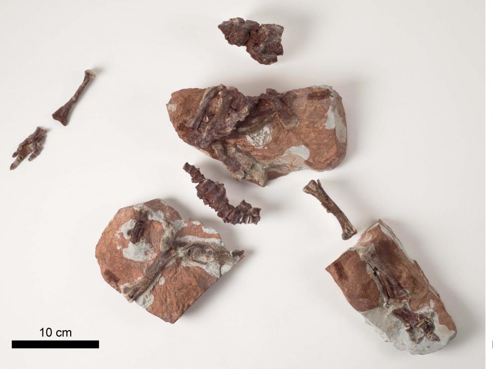 Esqueleto articulado de una cría de Iguanodon galvensis y detalle del pie derecho.