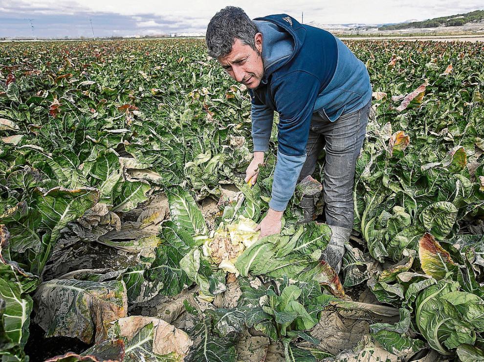Un agricultor de Novillas, en un campo de coliflores echado a perder por la riada.