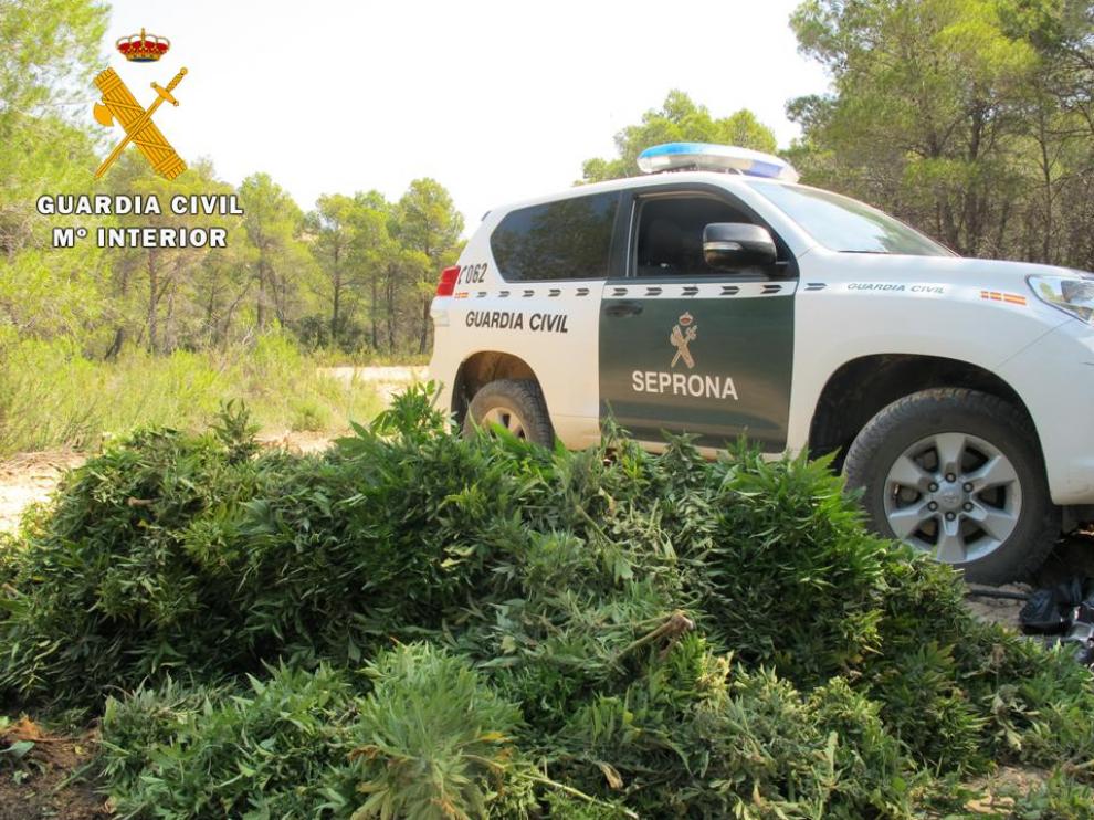 Imagen de una plantación de cannabis intervenida en Maella.