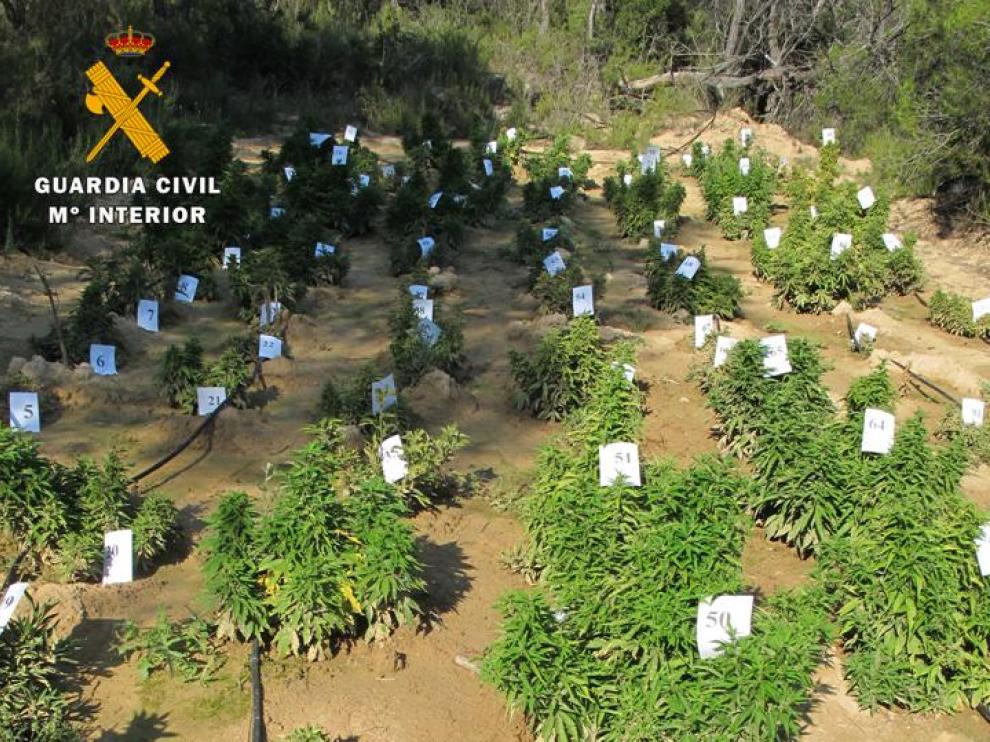 Plantación de cannabis intervenida en Maella