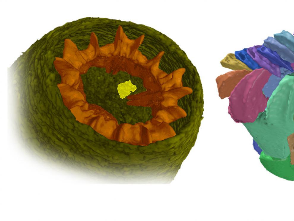 Modelos 3D de equinodermos fósiles