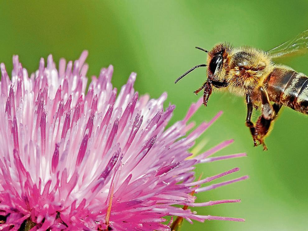 Una abeja se alimenta de la flor del cardo mariano. Es una planta popular en los ribazos.
